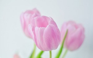 tulip-pink